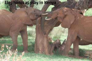 Elephantsplay