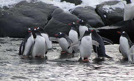 Penguinspc